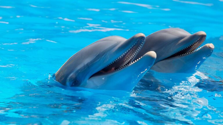 ריף הדולפינים אילת: מפגש ימי קסום לילדים