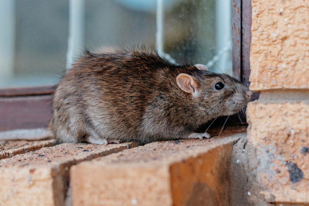 איך להיפטר מעכברים